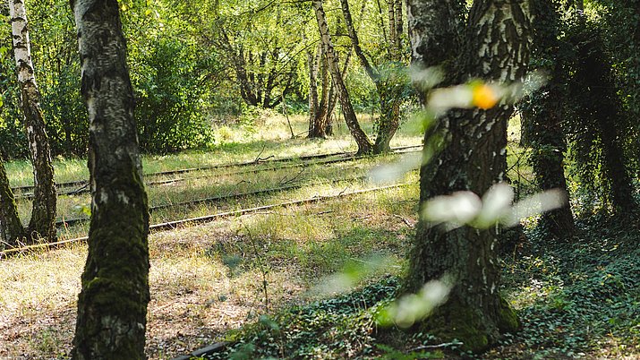Gleise führen durch Bäume und Sträucher im Natur Park Südgelände