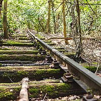 Ein von Moos bewachsenes Gleis führt durch den Baumwald im Natur Park Südgelände