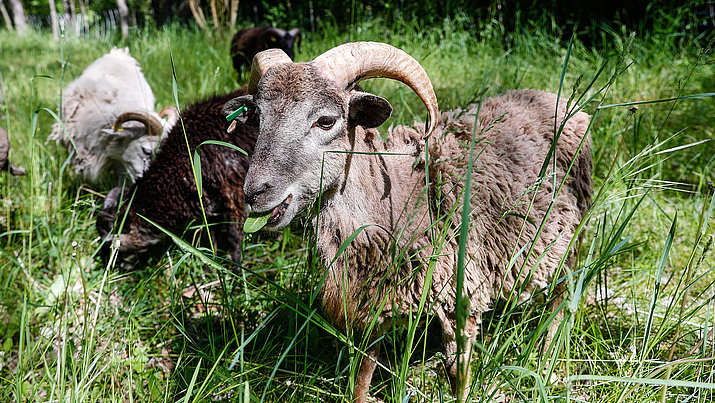 Ein Schaf der Rasse "Süddeutsche Vulkanschafe" weidet auf einer Wiese im Natur Park Südgelände