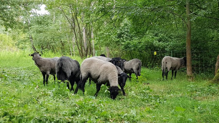 Eine Gruppe weißer, grauer und schwarzer rauhwollige Pommersche Landschafe weidet auf einer grünen Wiese im Natur Park Südgelände